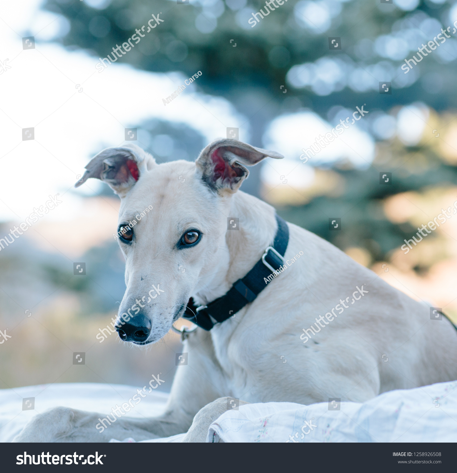 sighthound muzzle