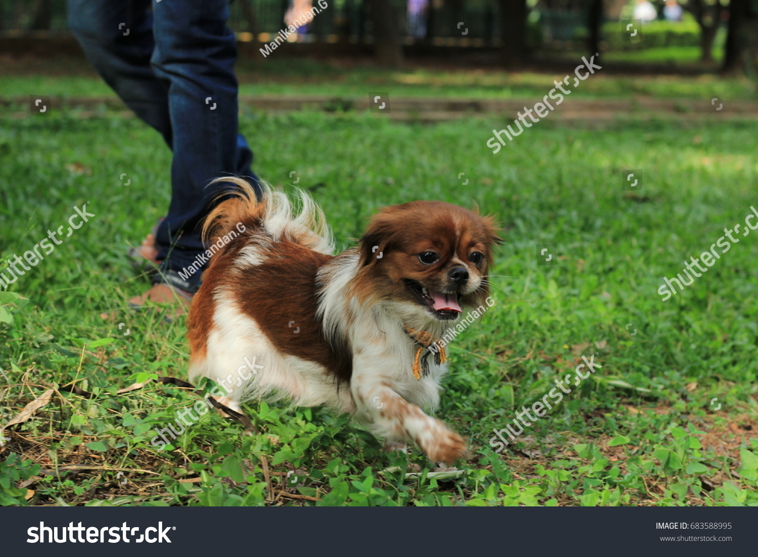 Griffon Bruxellois Petit Brabancon Puppies Playing Stock Photo Edit Now 683588995