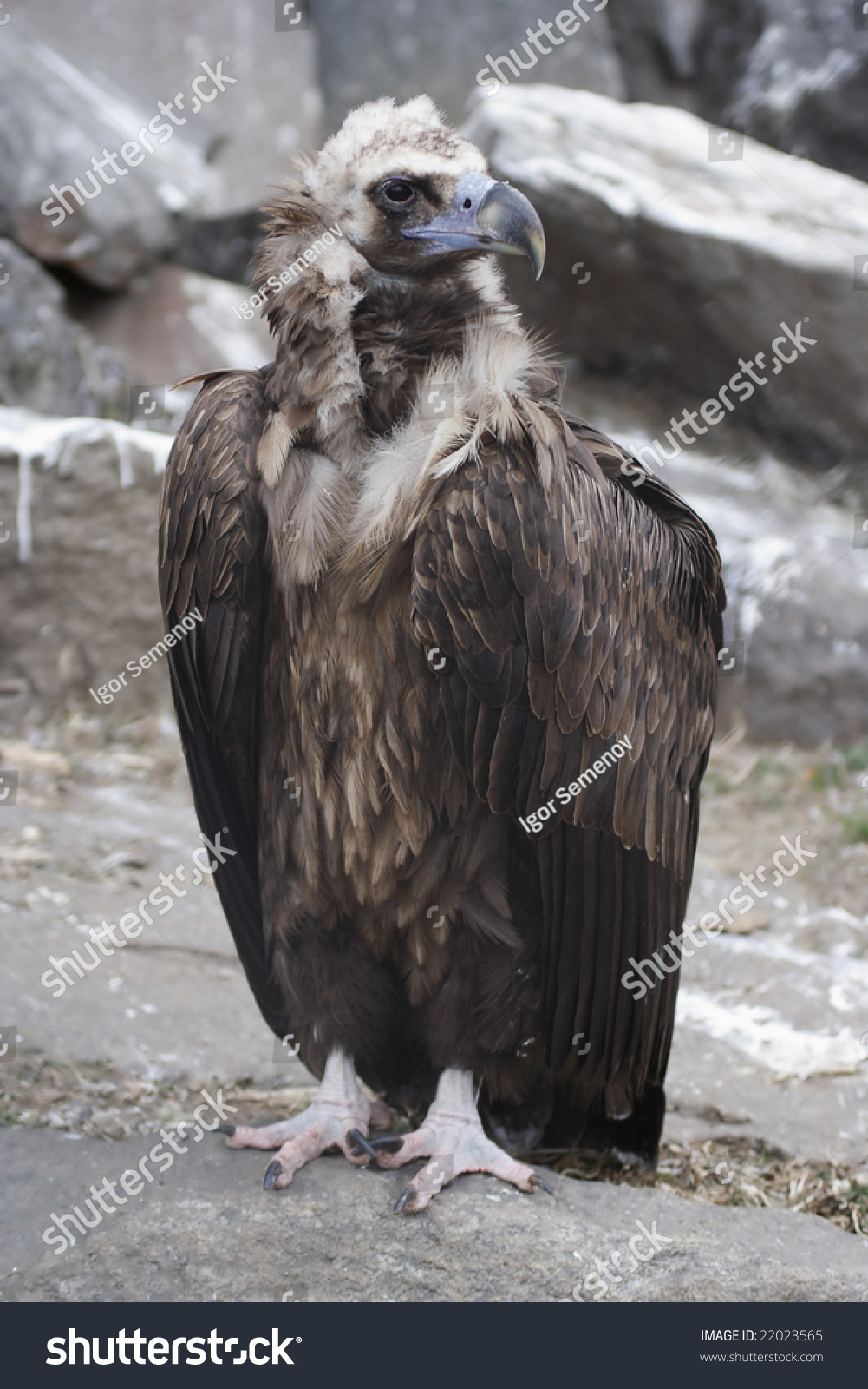 Griffon Vulture. Aves / Falconiformes / Accipitridae / Gyps Fulvus ...