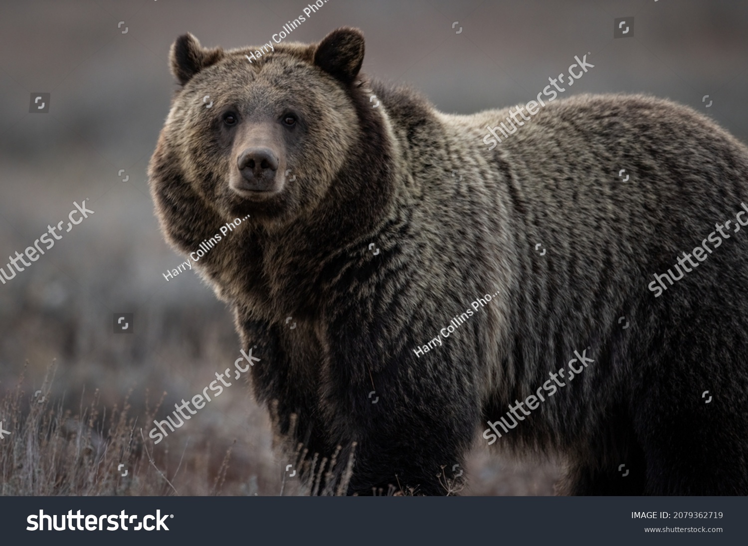 Grizzly Bear Grand Teton National Park Stock Photo 2079362719