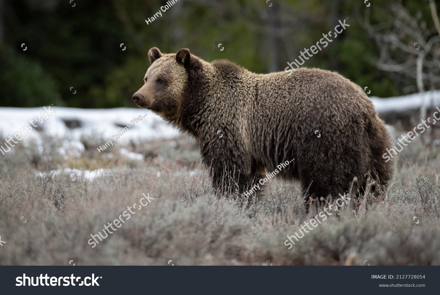 Grizzly Bear Grand Teton National Park Stock Photo 2127728054