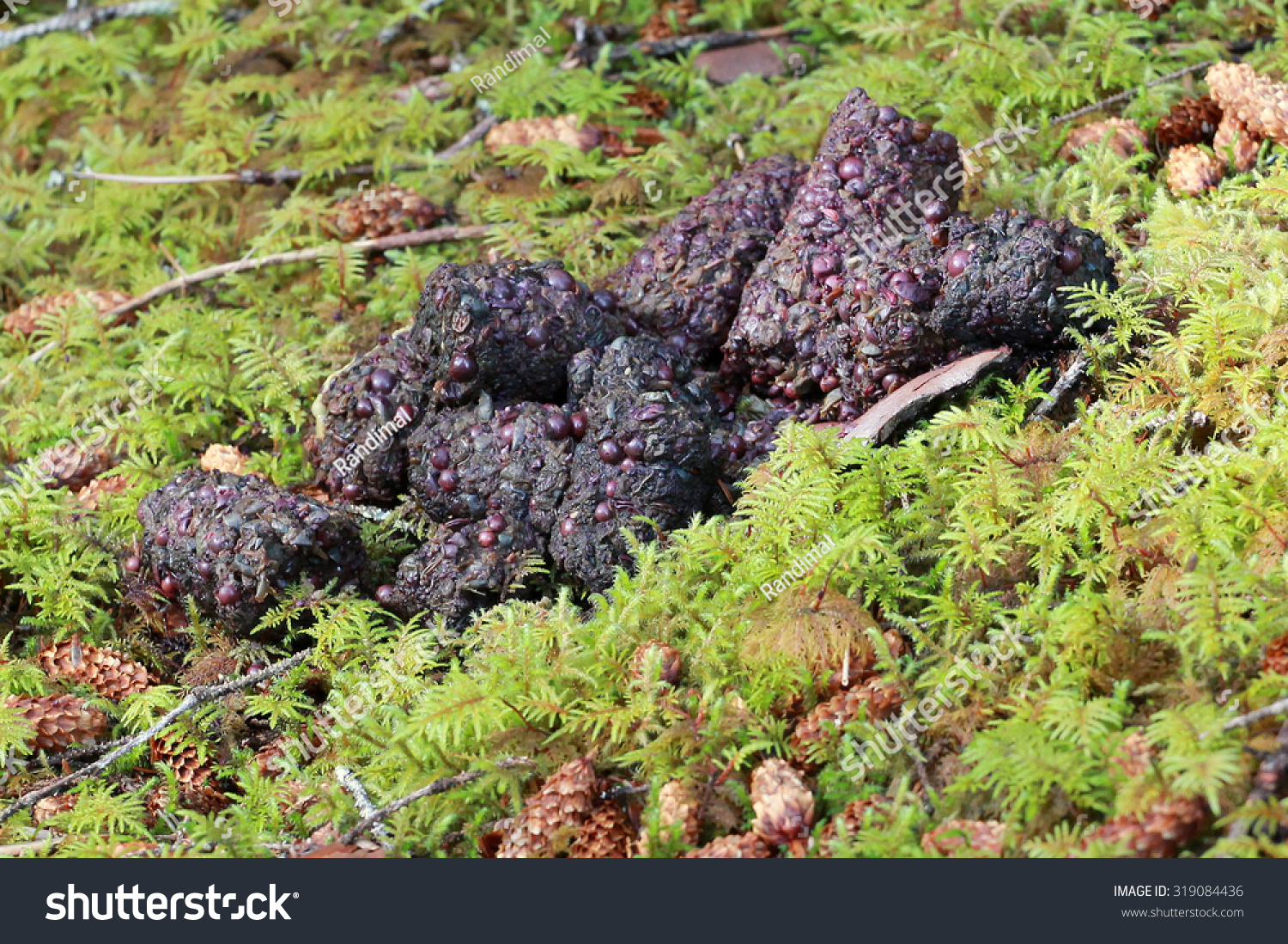 Grizzly Bear Poop Stock Photo (Edit Now) 319084436