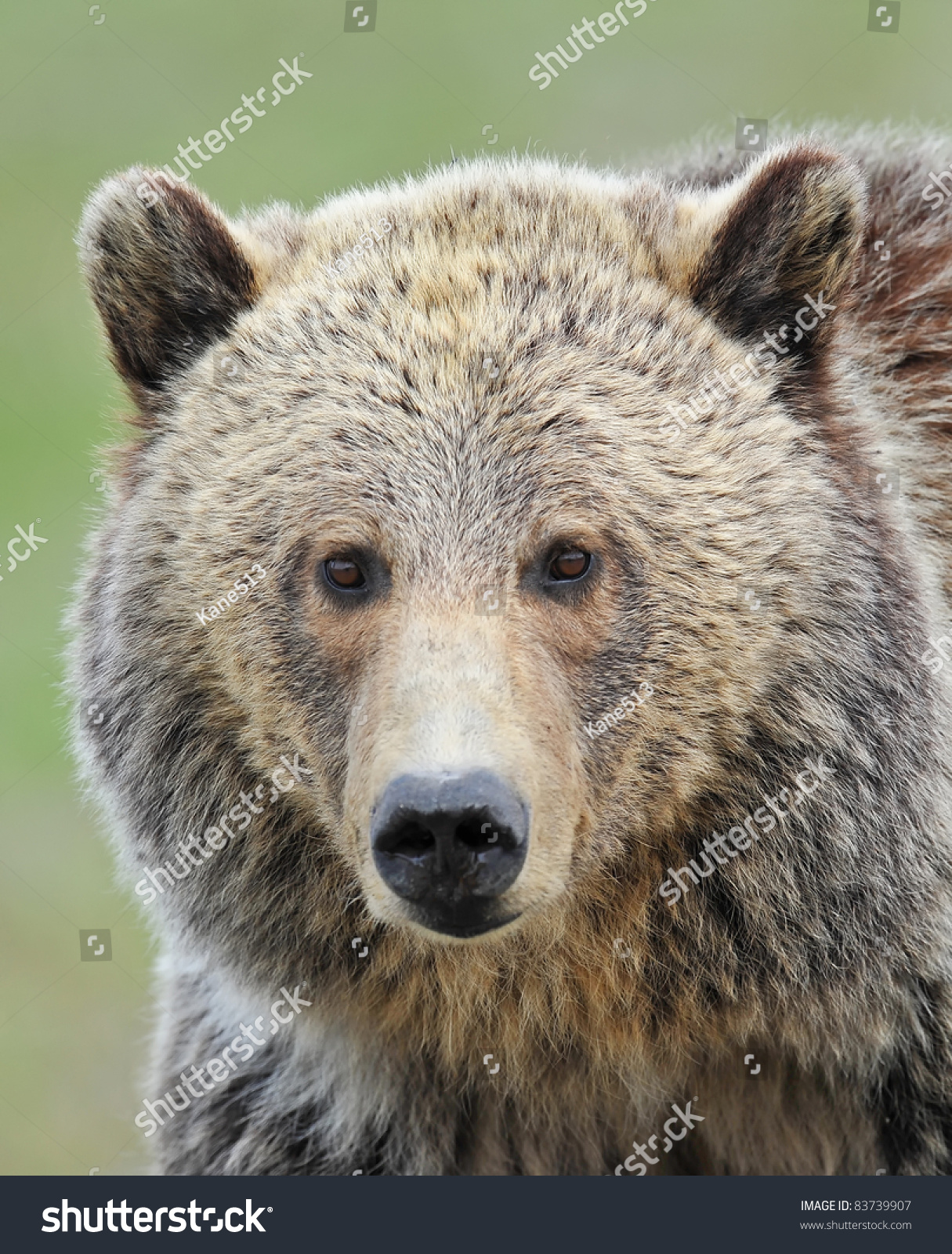 Grizzly Bear Portrait Stock Photo 83739907 : Shutterstock