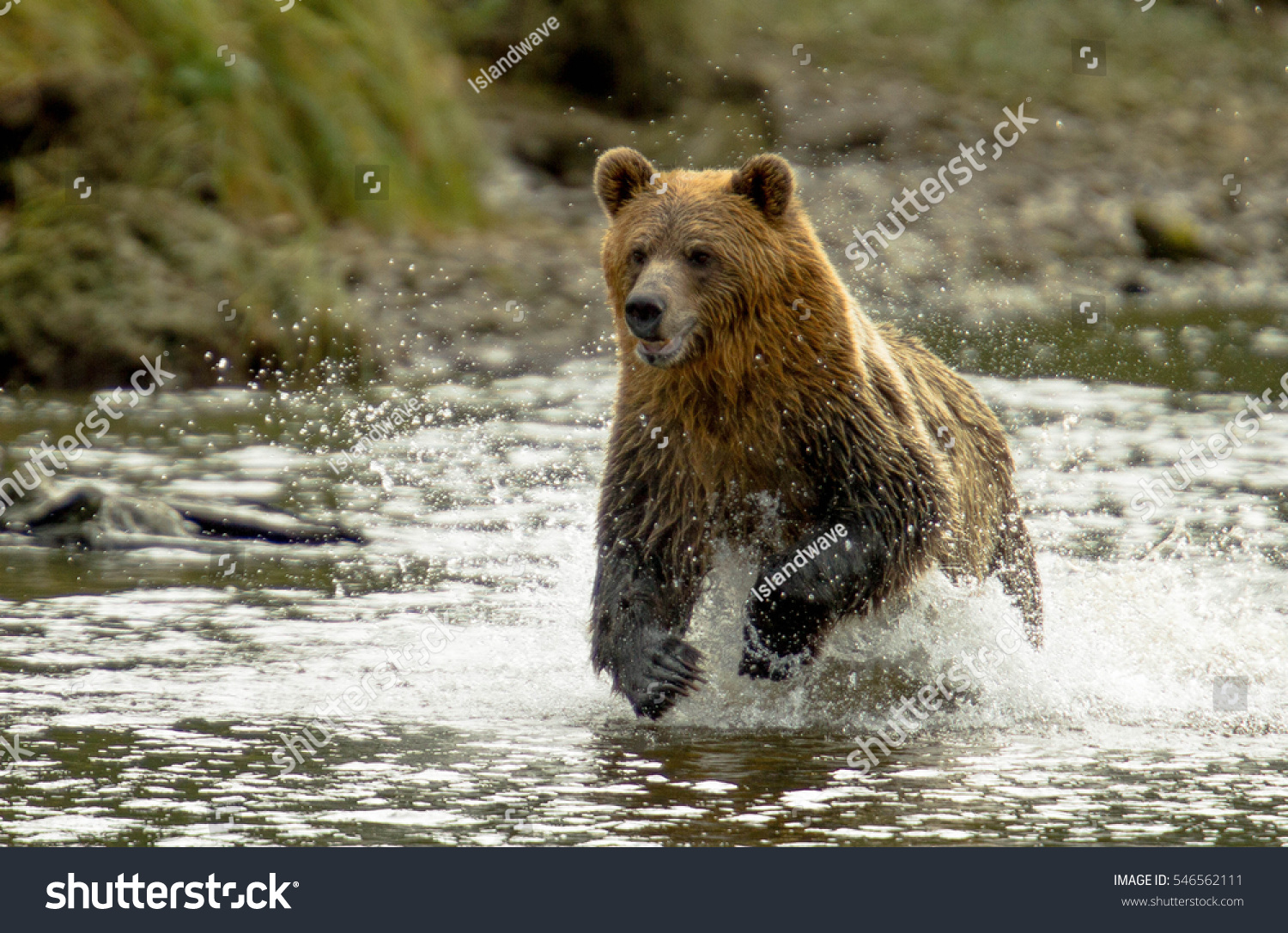 10,783 Grizzly bear canada Images, Stock Photos & Vectors | Shutterstock