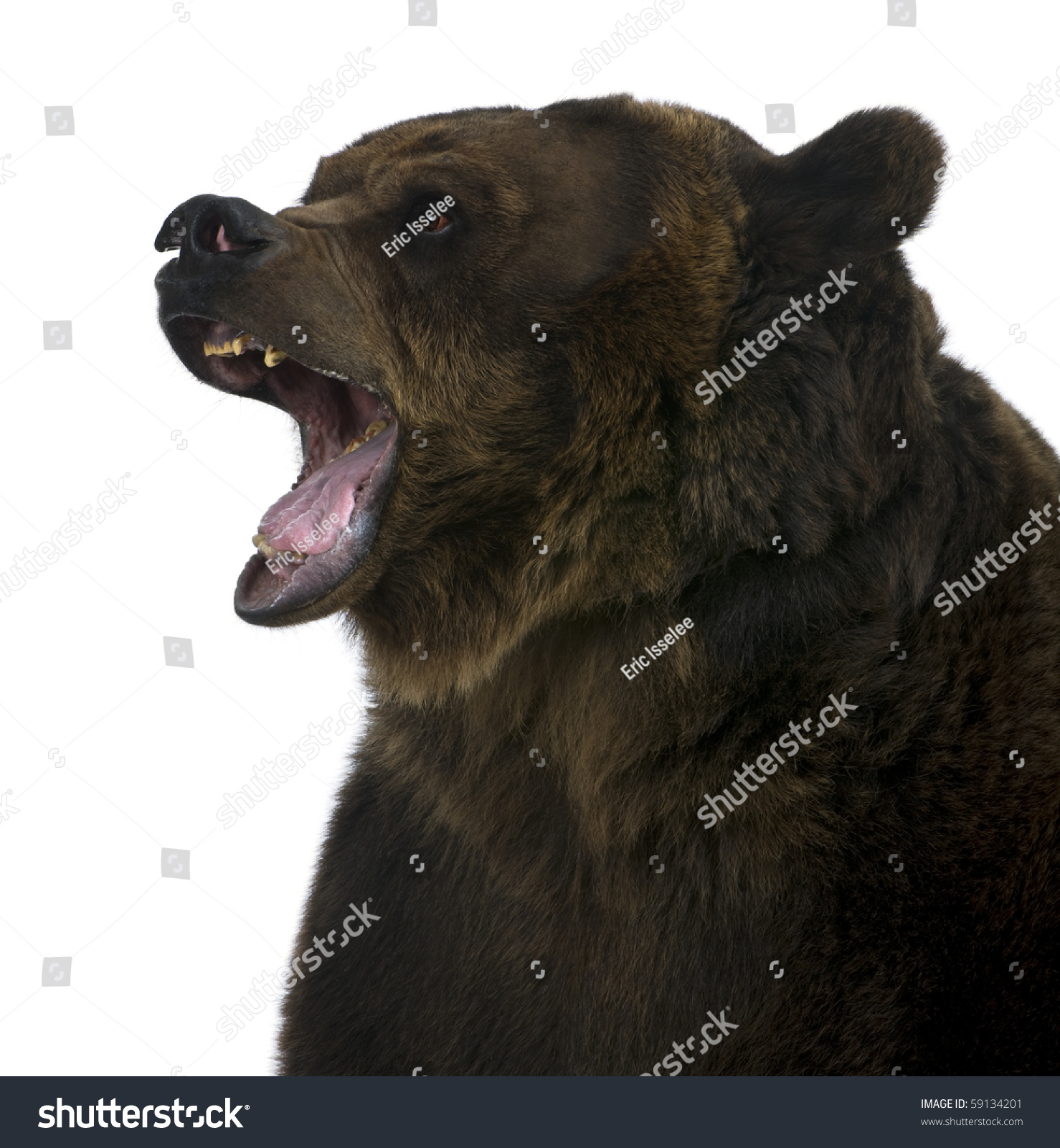 Grizzly Bear, 10 Years Old, Growling In Front Of White Background Stock ...