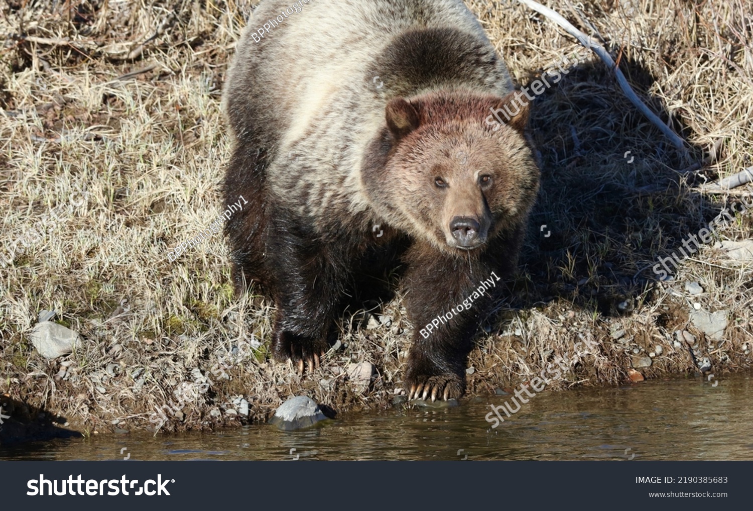 2,577 Grizzly bear yellowstone Images, Stock Photos & Vectors ...