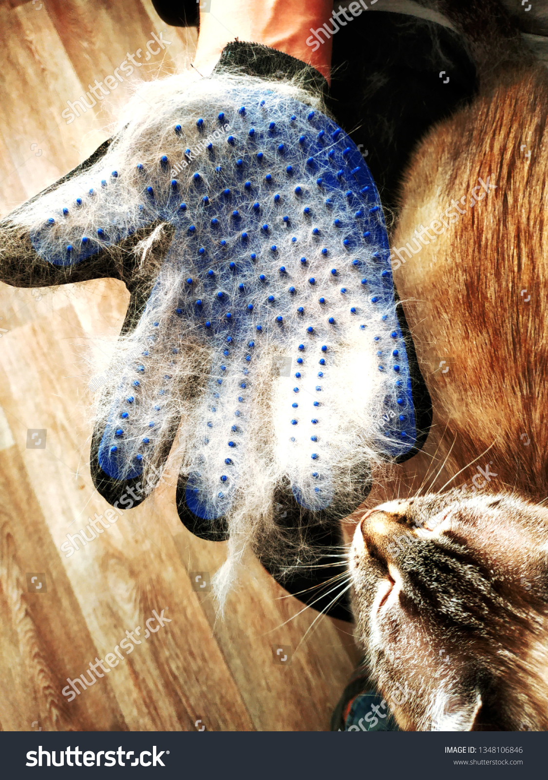 animal grooming glove