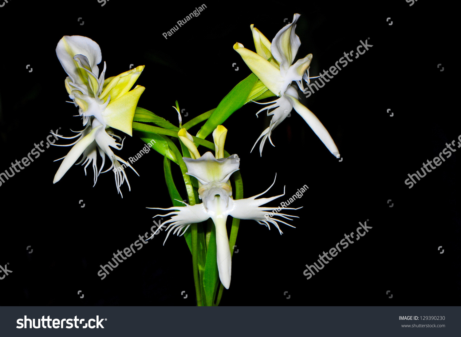 17 Pecteilis Susannae 图片 库存照片和矢量图 Shutterstock