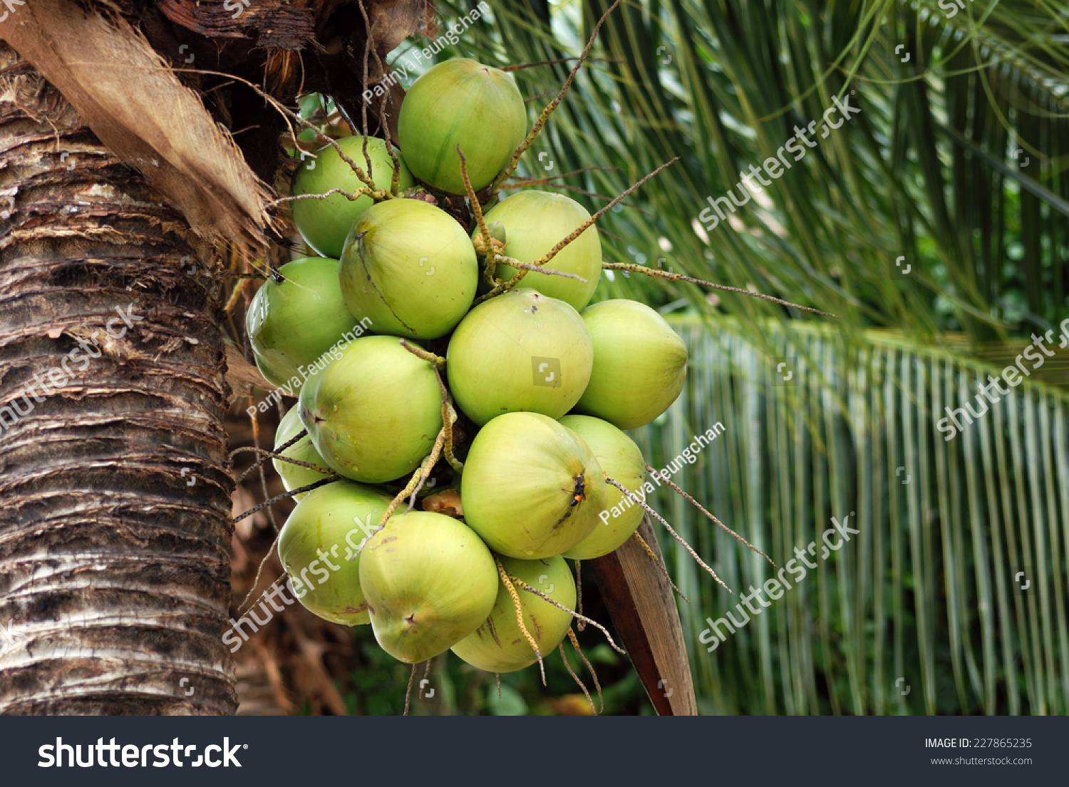 Coconut Group 118