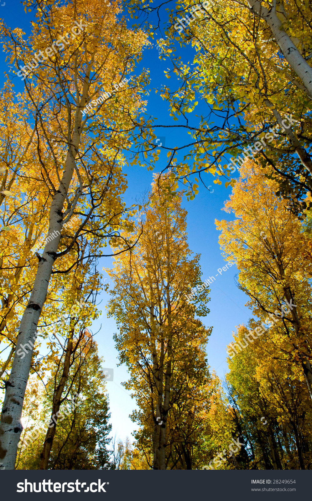 Group Of Aspen Trees Displaying Their Fall Colors. Stock Photo 28249654 ...