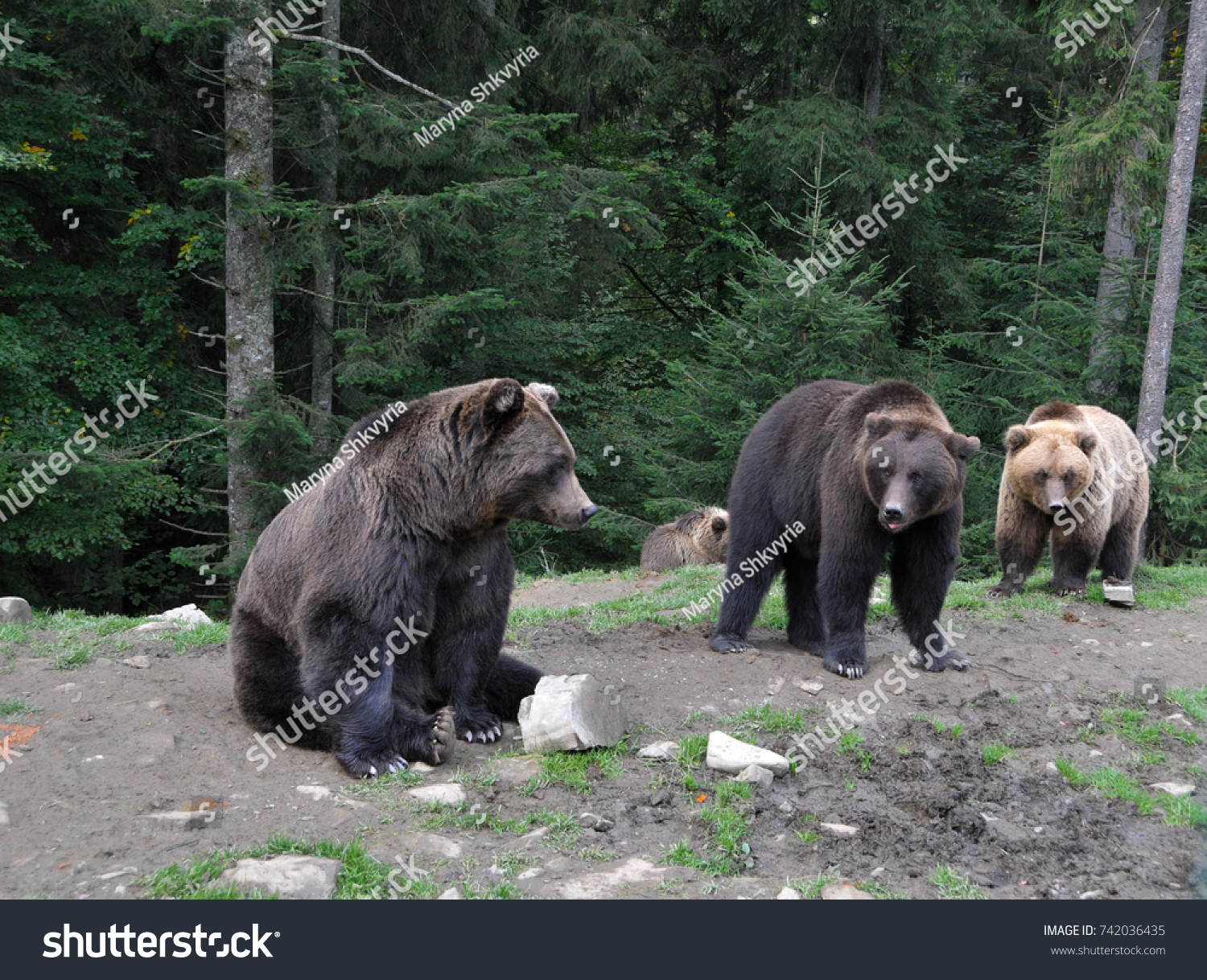 Group Bears Wood Stock Photo Edit Now 742036435