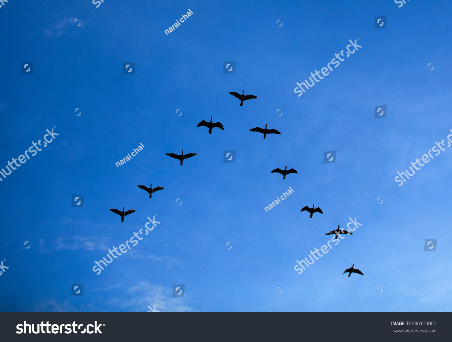 青い空にv字形に飛ぶ鳥の群 V形に飛ぶ鳥の群 の写真素材 今すぐ編集