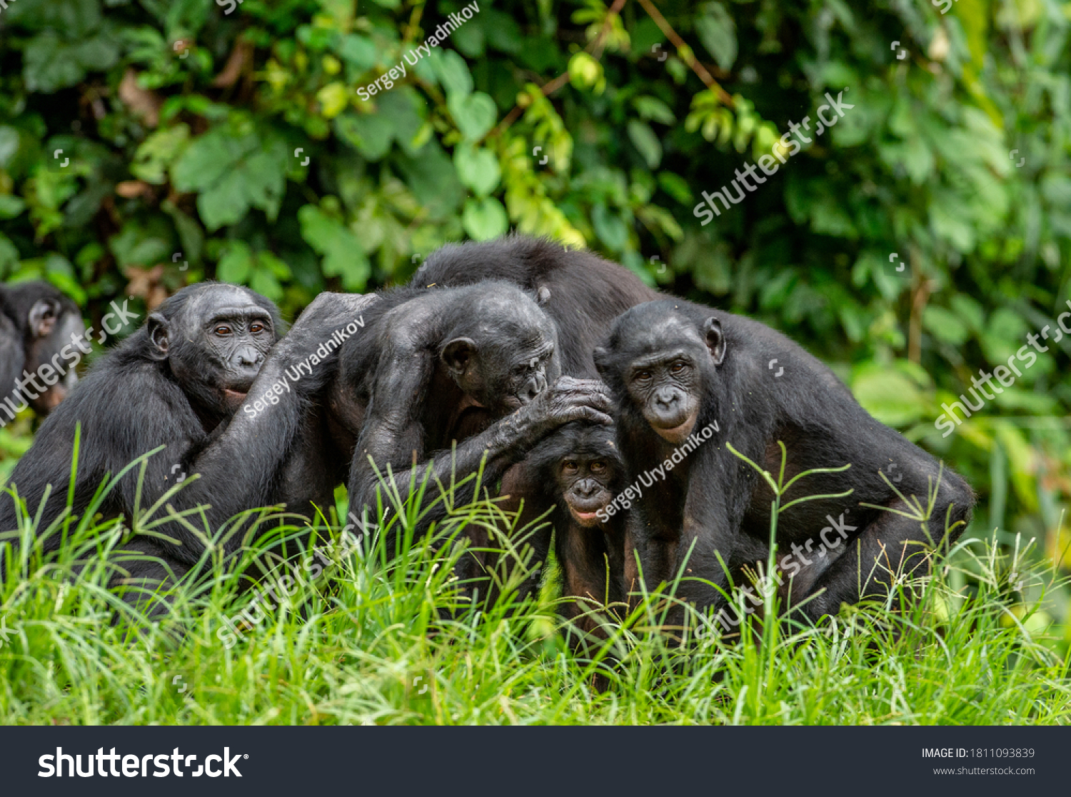 Group Bonobos On Green Natural Background Stock Photo 1811093839 ...