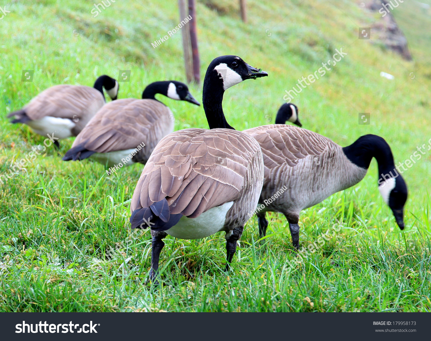 Group Canadian Geese Eating Stock Photo 179958173 - Shutterstock