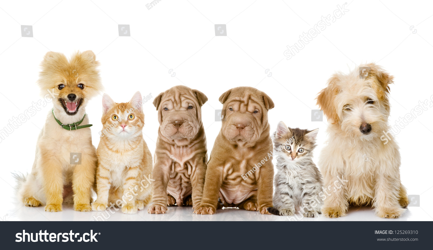 Group Of Cats And Dogs In Front. Looking At Camera. Isolated On White ...