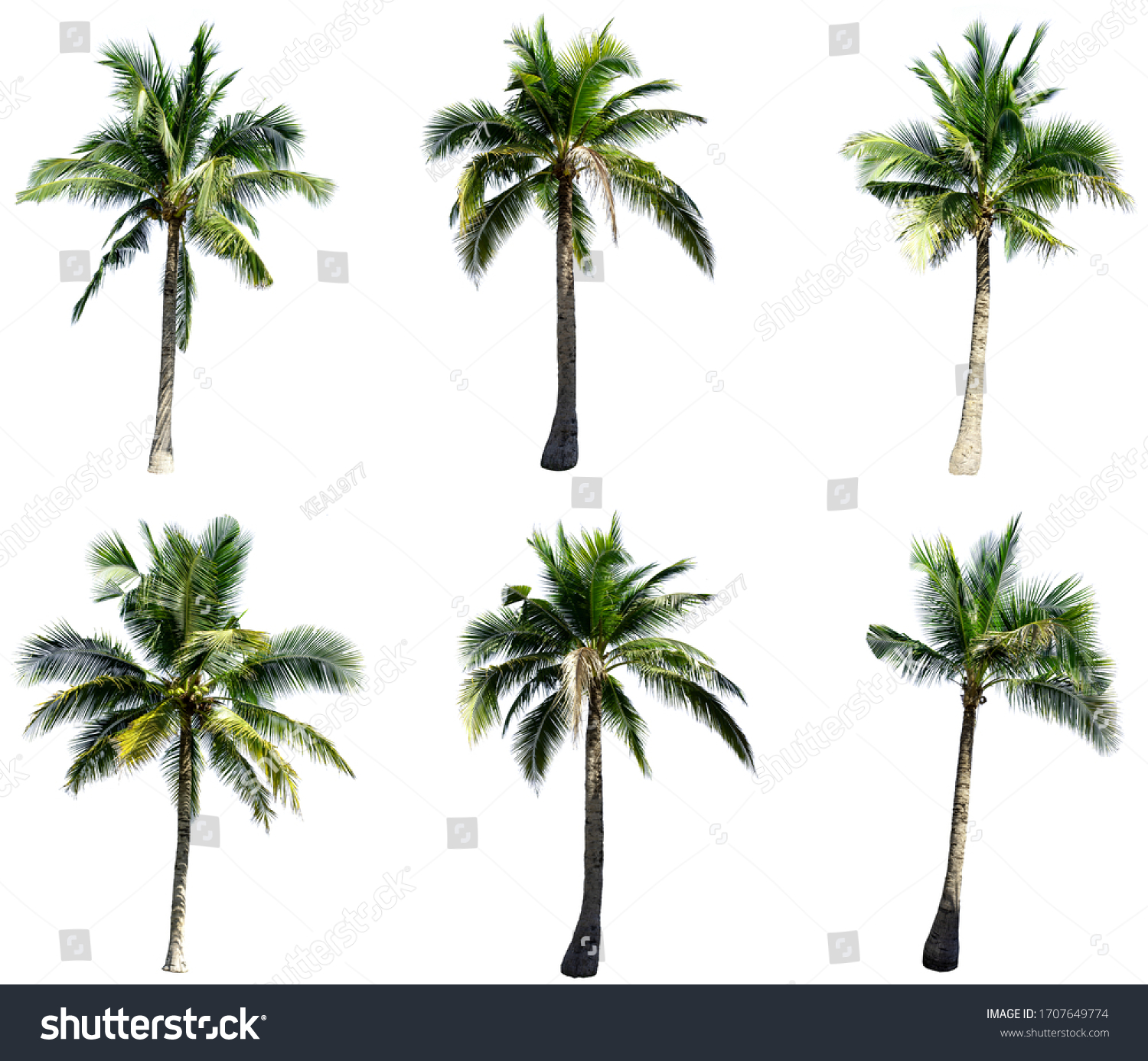 6,548 Tropical palm stalks Images, Stock Photos & Vectors | Shutterstock