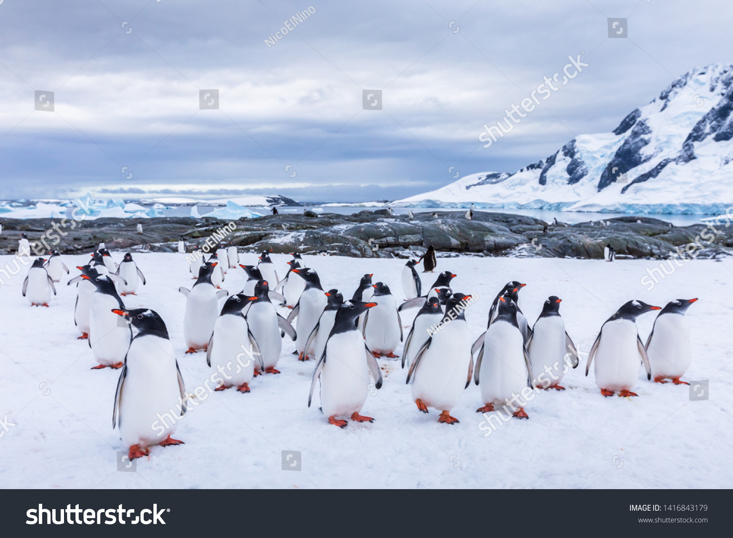 73 Gentoo Penguin Creche Images, Stock Photos & Vectors 