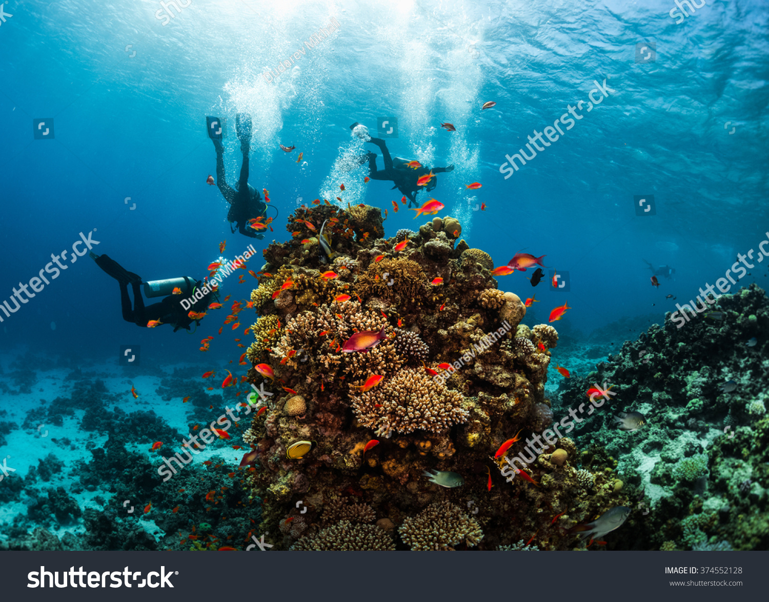 Group Of Divers Hanging Around Vivid Coral Reef Formation. Red Sea ...