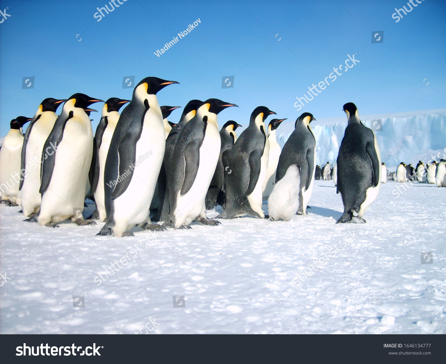 Group Imperial Penguins Their Leader Stock Photo 1646134777 | Shutterstock