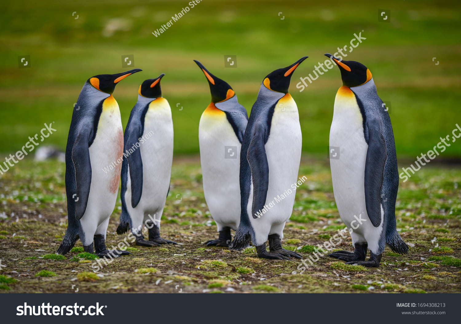 1,754 Stanley falklands Images, Stock Photos & Vectors | Shutterstock