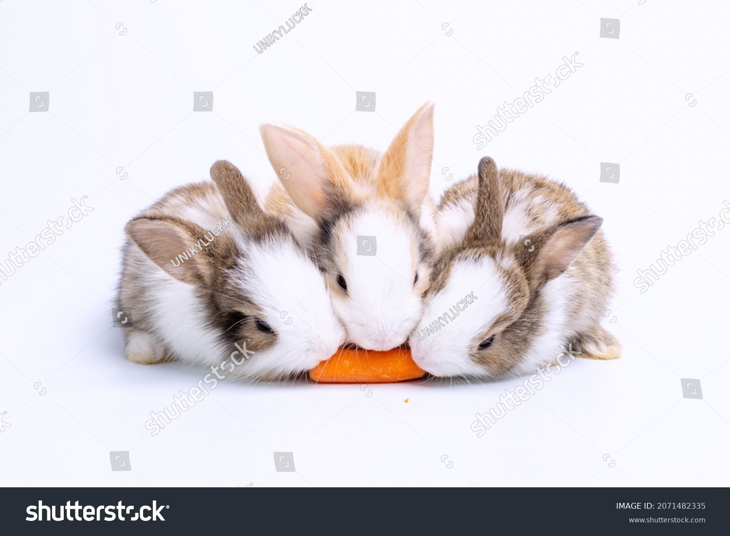 うさぎ の画像 写真素材 ベクター画像 Shutterstock