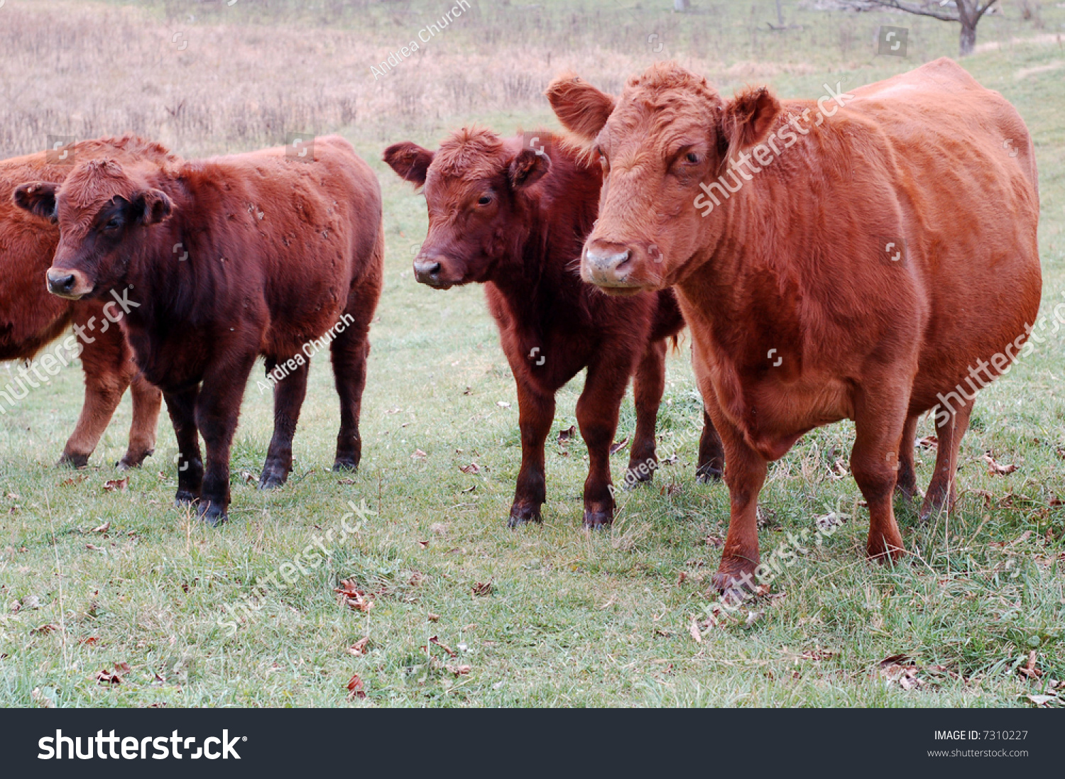 Group Of Organic Limousin Beef Cattle Stock Photo 7310227 : Shutterstock