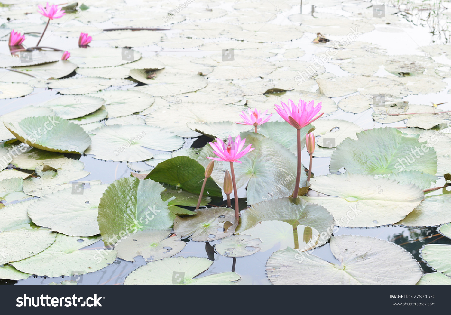 Group Pink Lotus Flower Pads Stock Photo 427874530 | Shutterstock