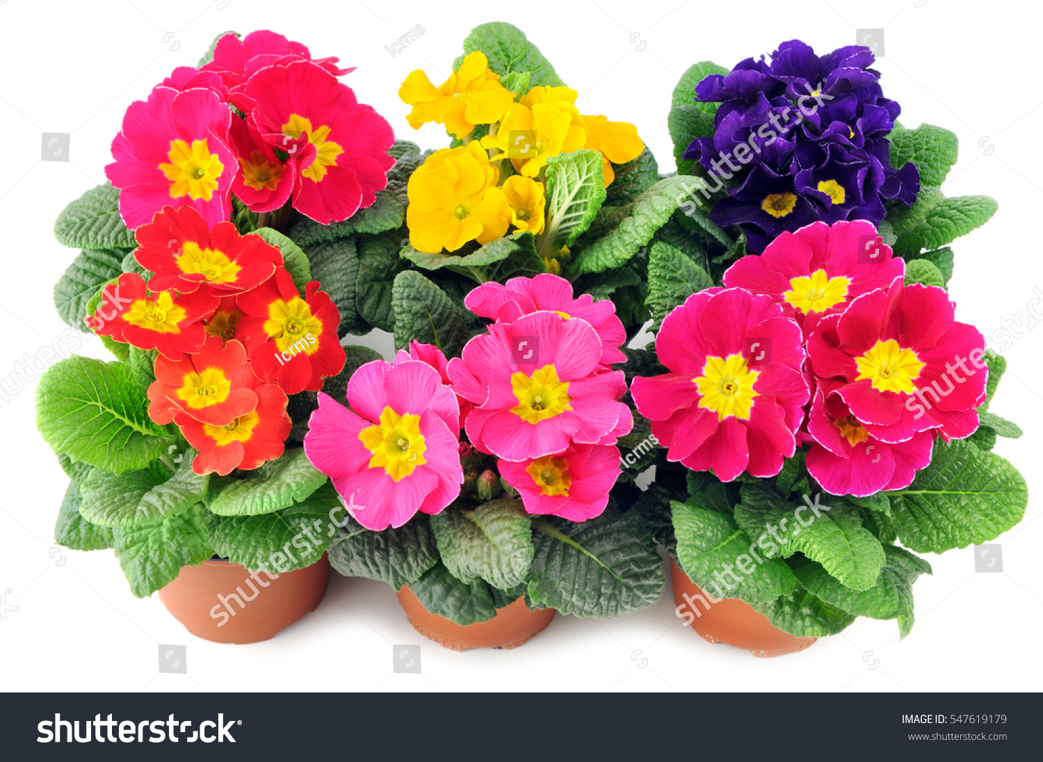 87 Primula polyanthus group Images, Stock Photos & Vectors | Shutterstock