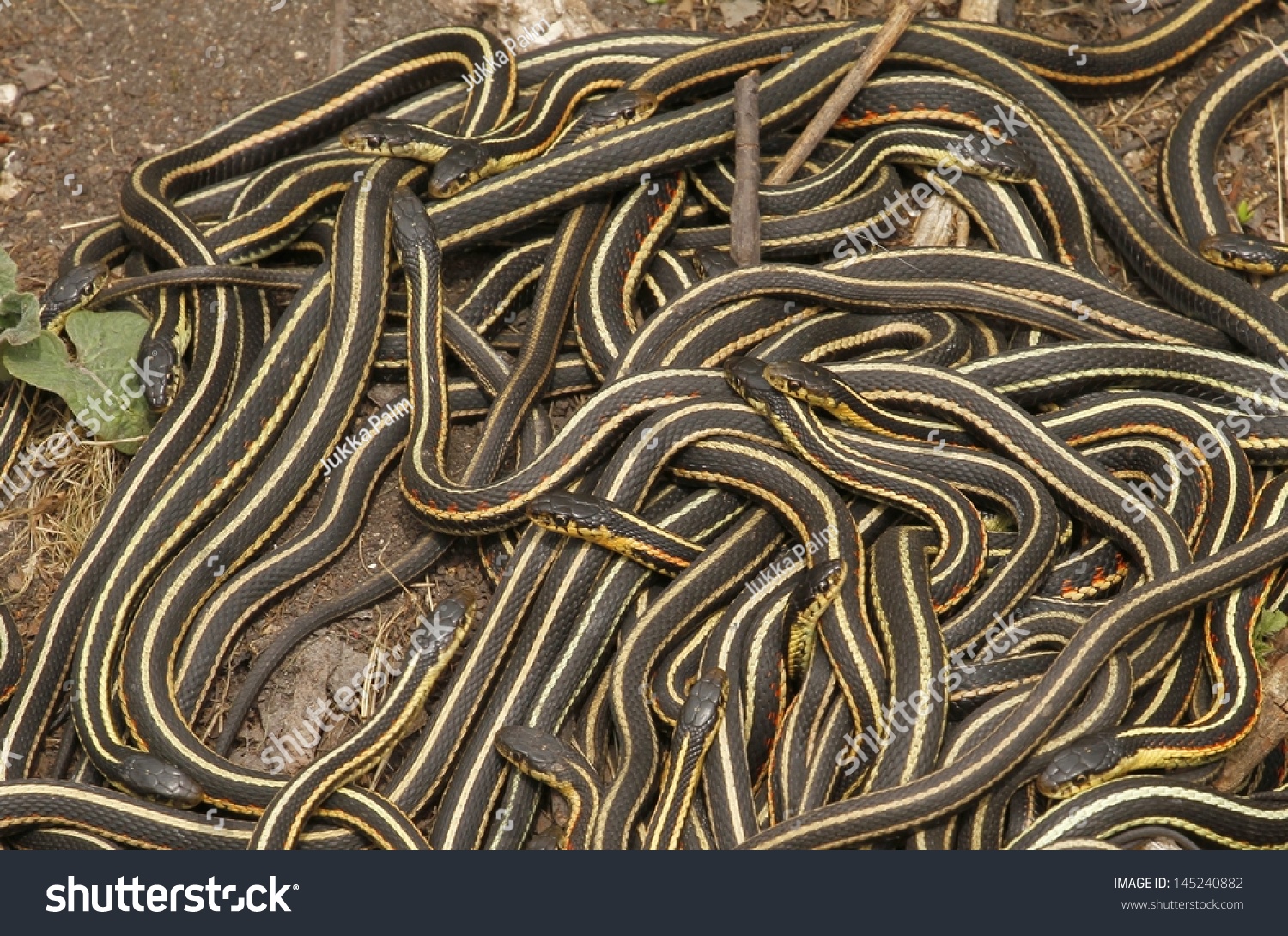 Group Red Sided Garter Snake Thamnophis Stock Photo 145240882 ...