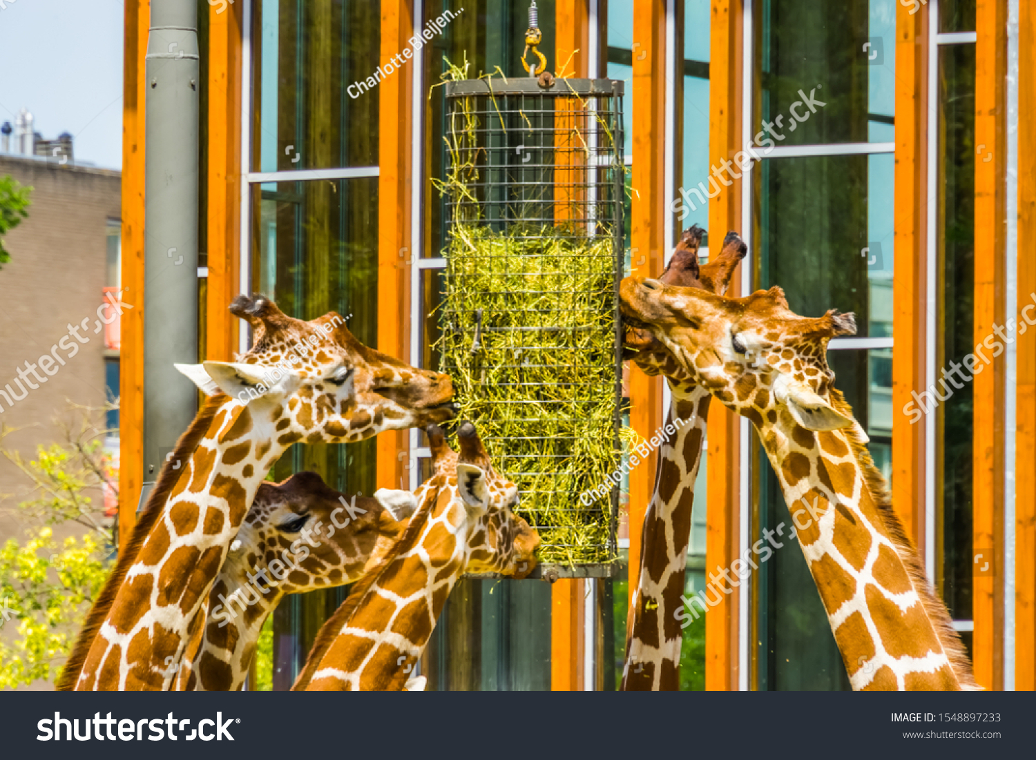 Group Reticulated Giraffes Eating Hay Basket Stock Photo 1548897233