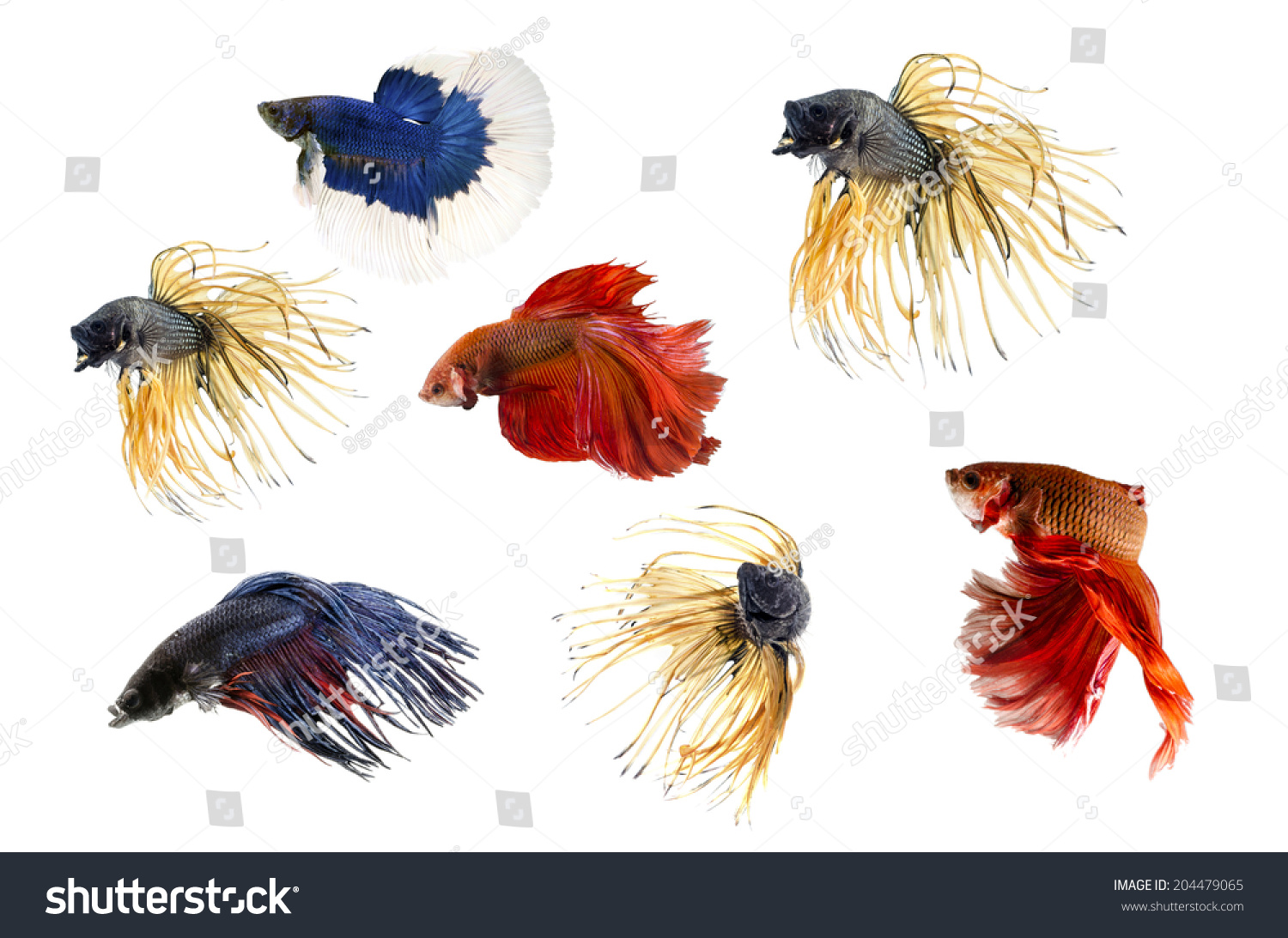 Group Of Siamese Fighting Fish, Beta Fish On White Background Stock ...