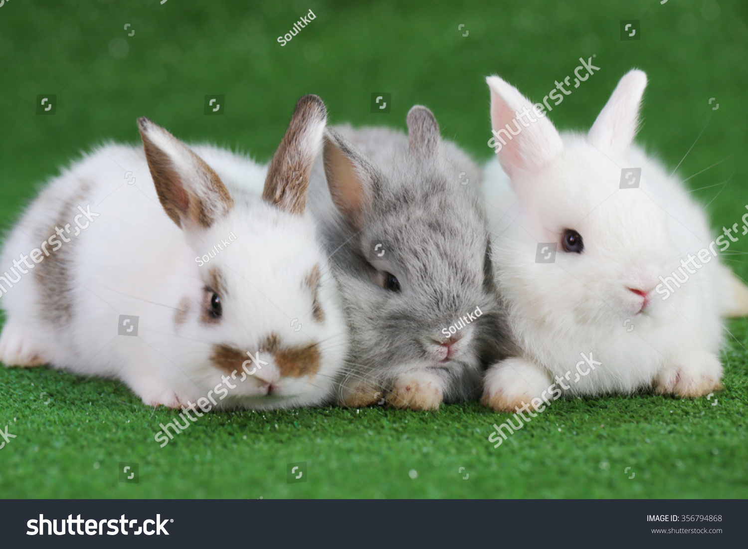 group-three-baby-adorable-rabbits-white-stock-photo-edit-now-356794868