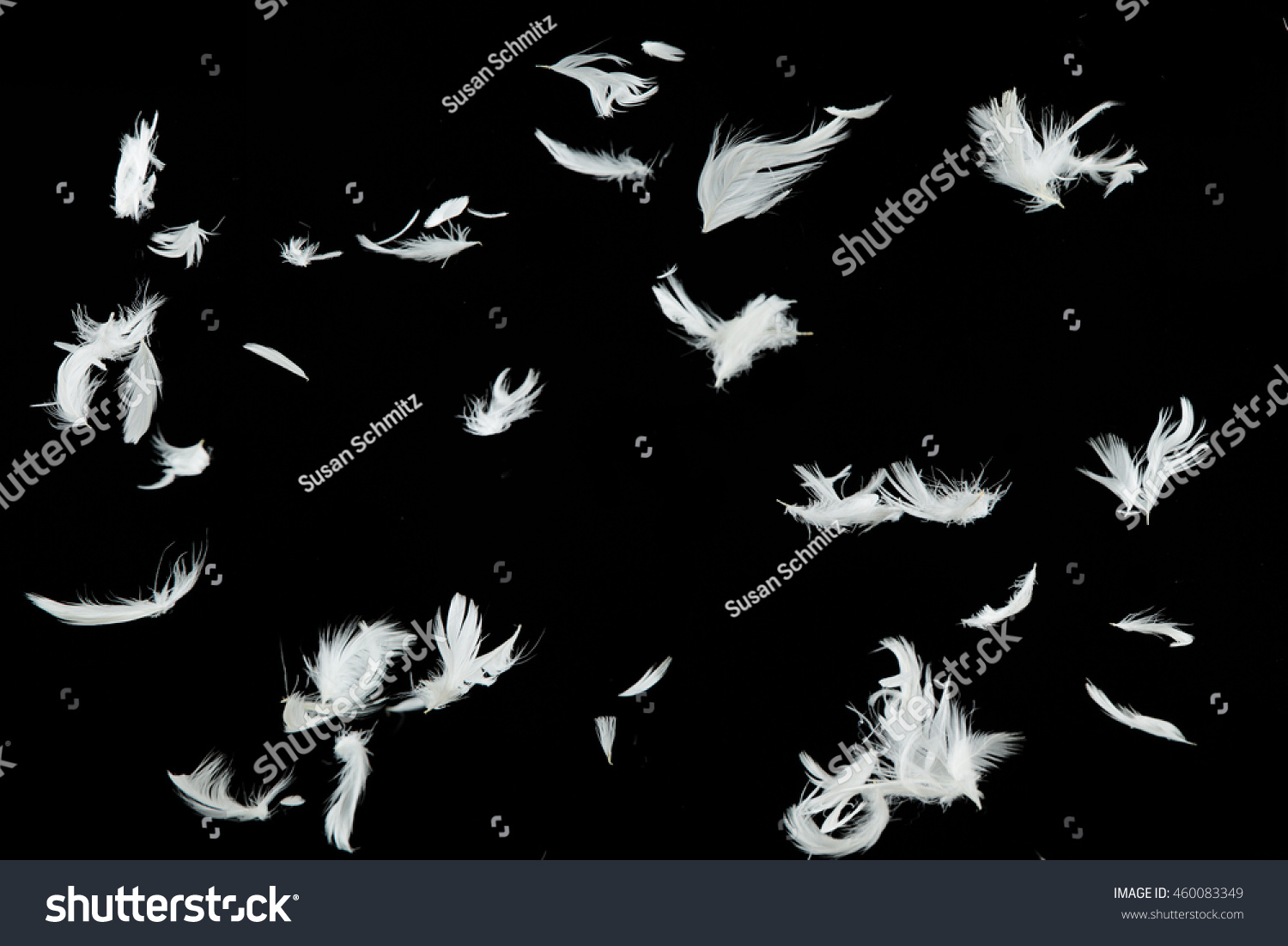 Group White Bir...