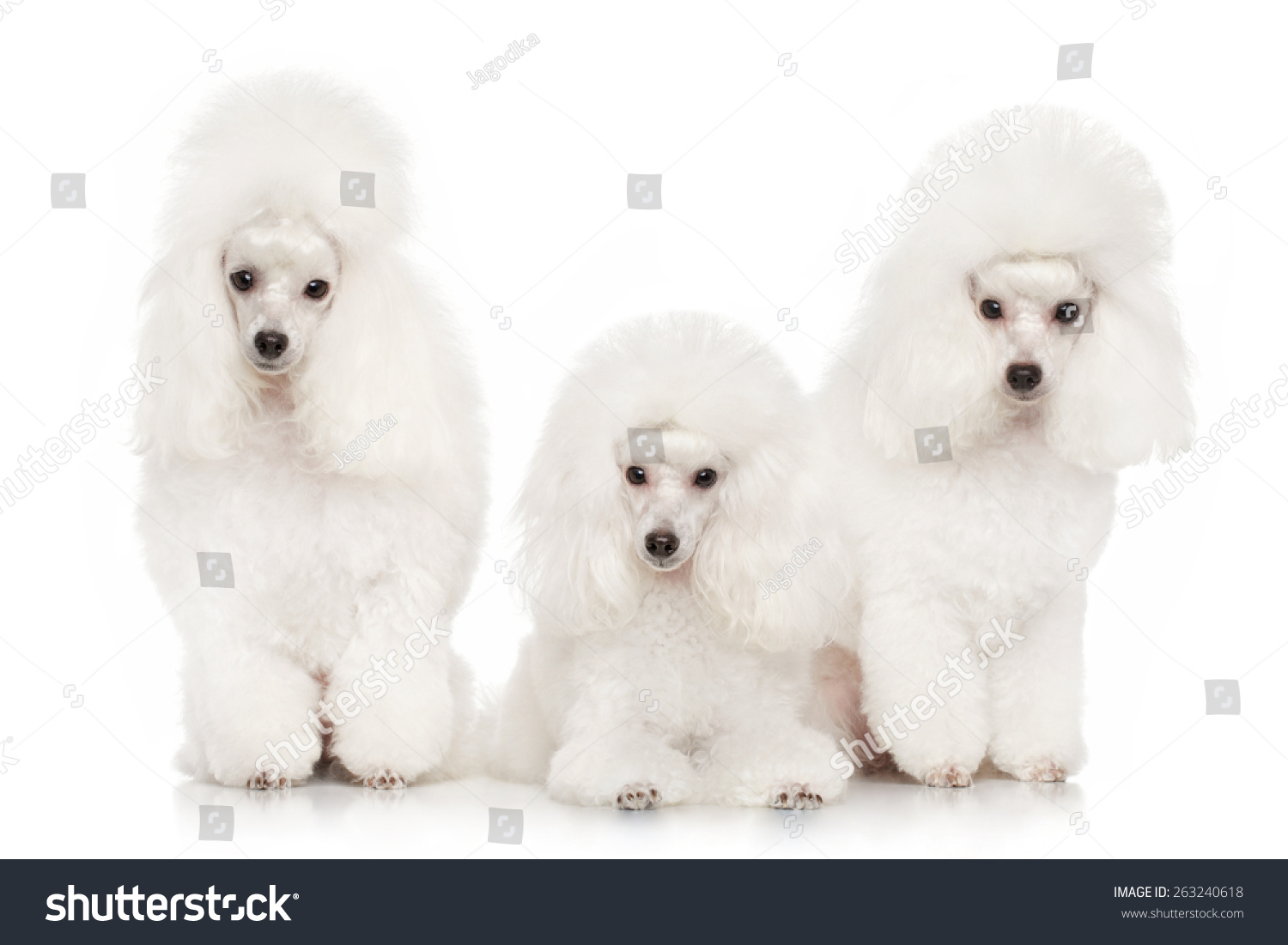 Group Of White Poodles Posing On A White Background Stock Photo ...