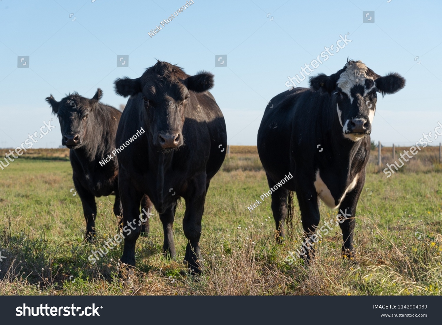 Group Young Black Brown Steers Meadow Stock Photo 2142904089 | Shutterstock