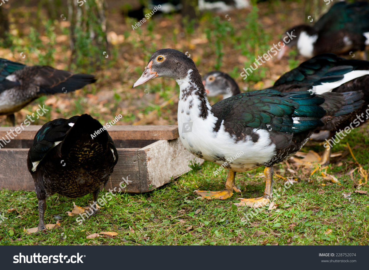 Foto Stok Group Young Domestic Ducks Female Muscovy Edit Sekarang 228752074