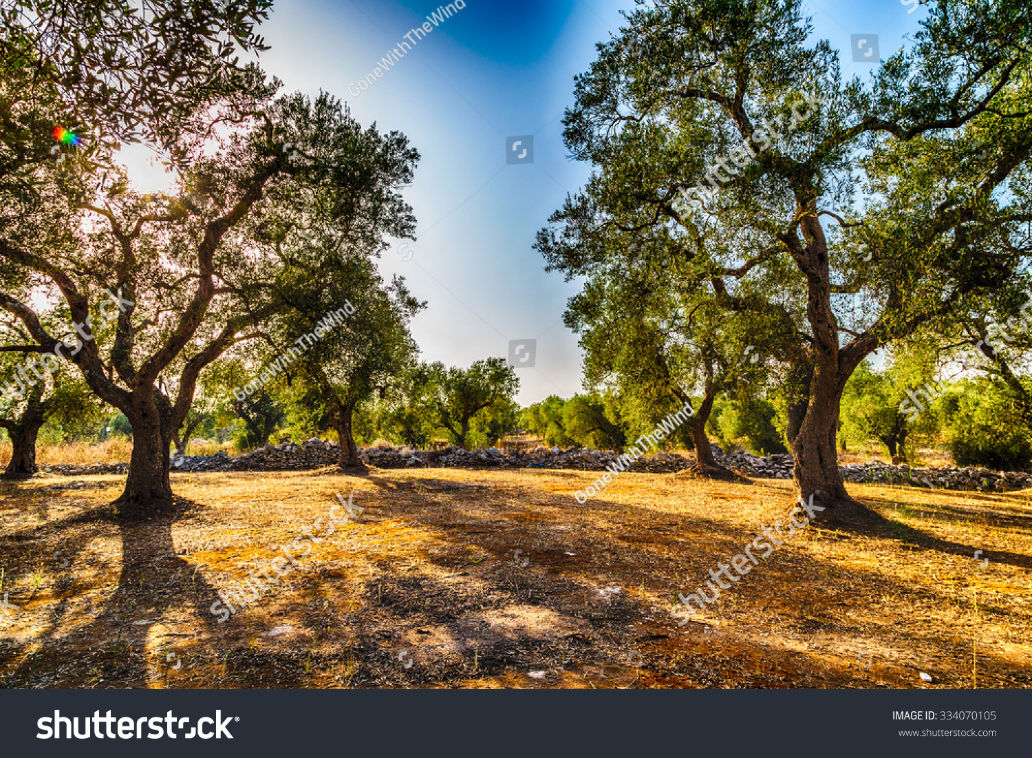 Grove Of Olive Trees In Salento In Puglia In Italy Stock Photo ...