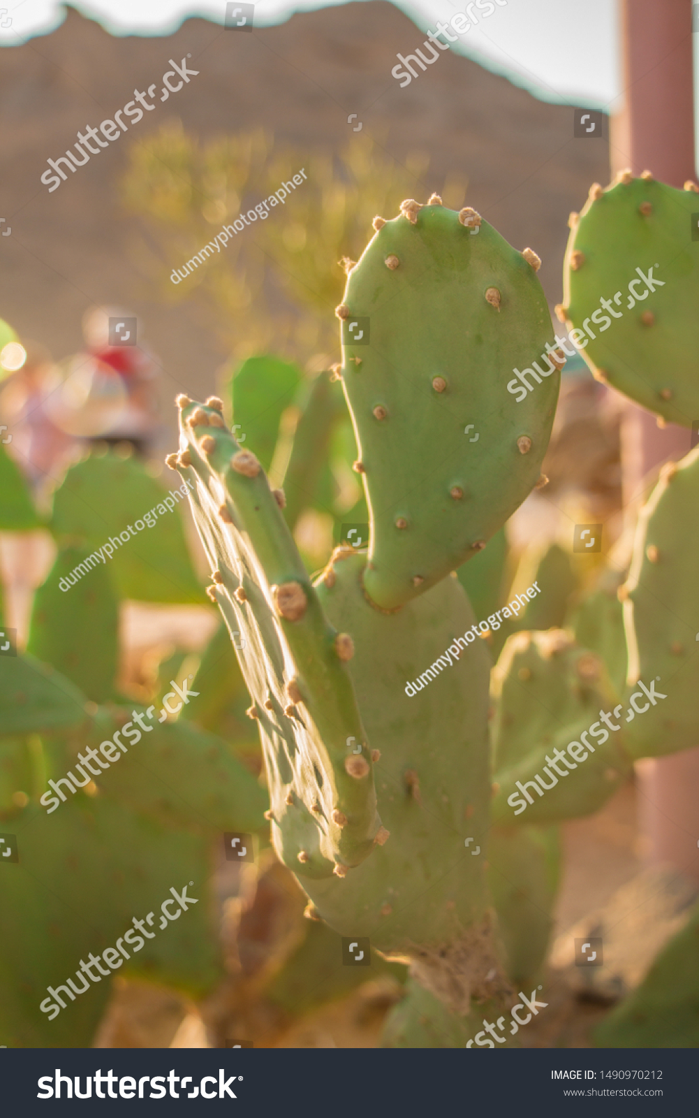 Growing Cactus Desert Hurghada City Egypt Stock Photo Edit Now 1490970212