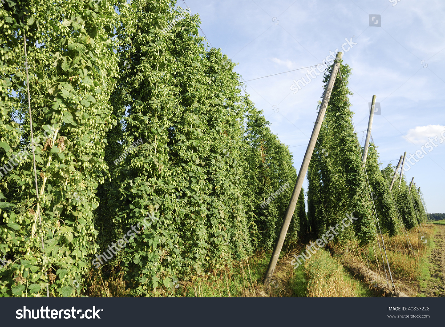 Growing Hop In Bavaria (Germany). Stock Photo 40837228 : Shutterstock