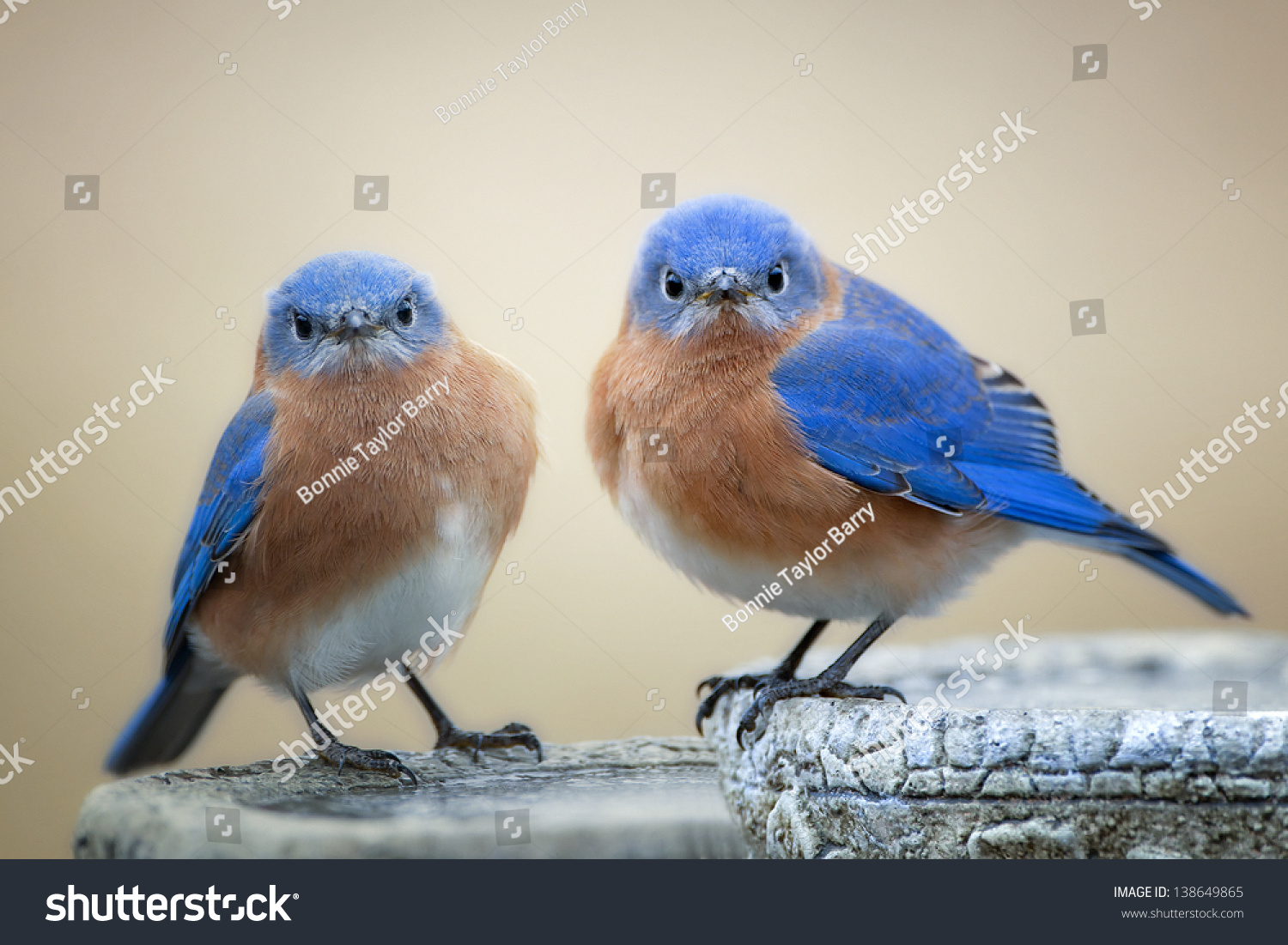 Little Bluebirds