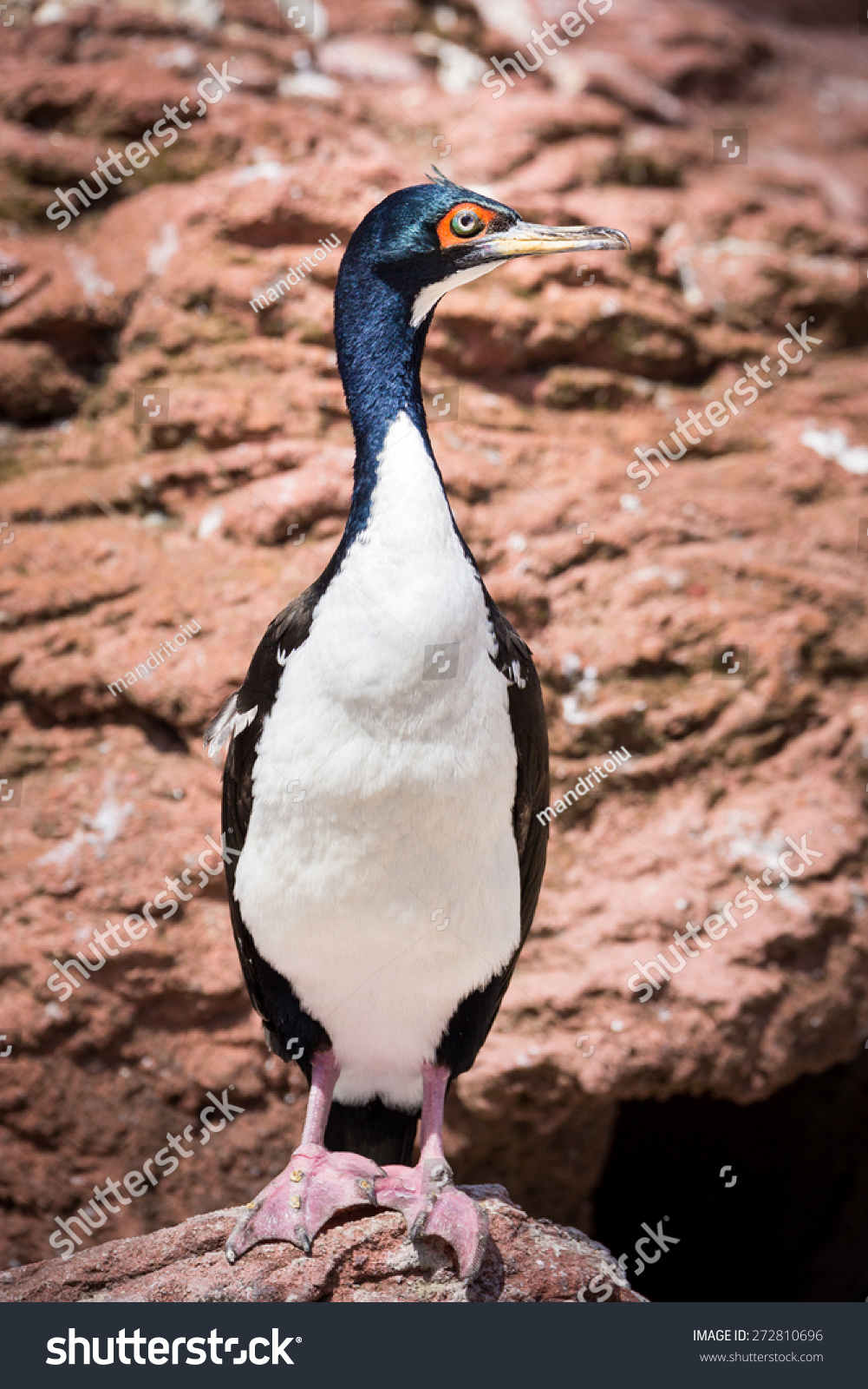 Guanay Cormorant Standing Tall On Rock Stock Photo Edit Now