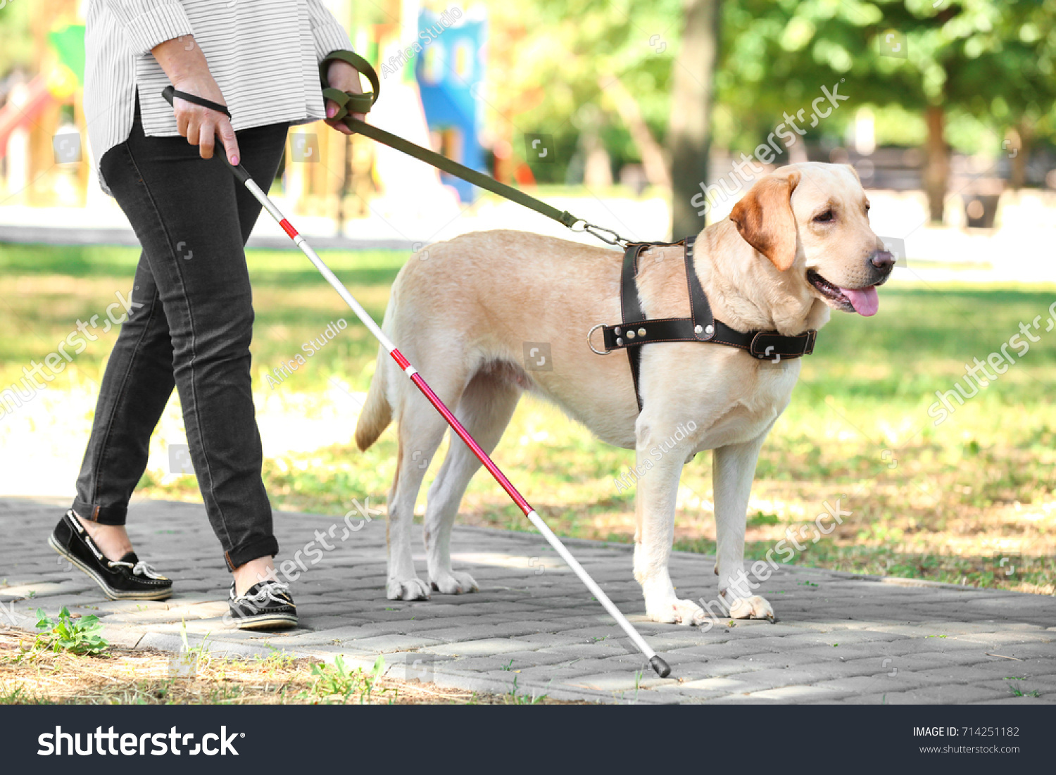 1 306 Service Dog Blind Images Stock Photos Vectors Shutterstock 1 306 Service Dog Blind Images Stock Photos Vectors Shutterstock