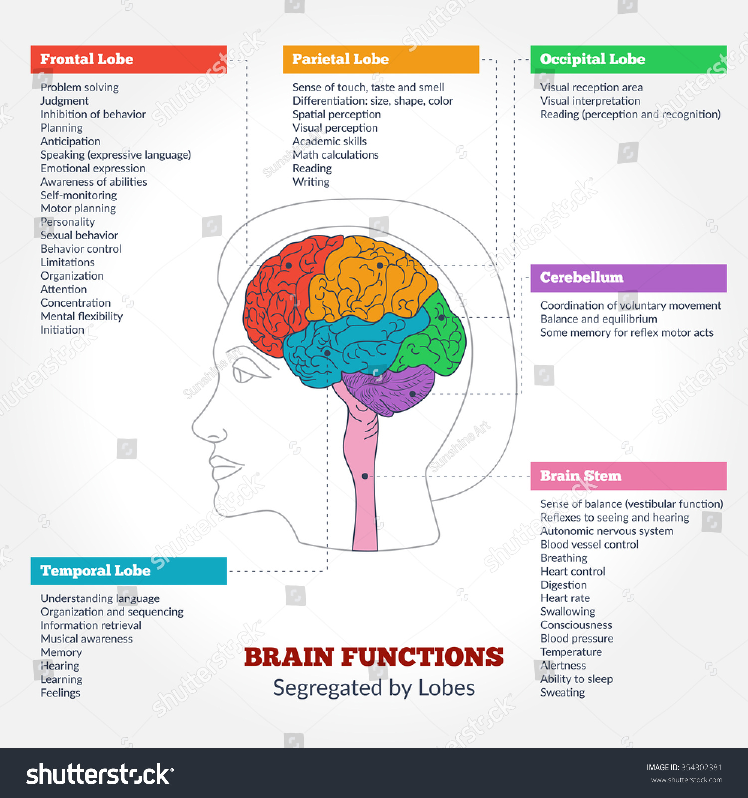 Anatomy Human Brain Functions 1568