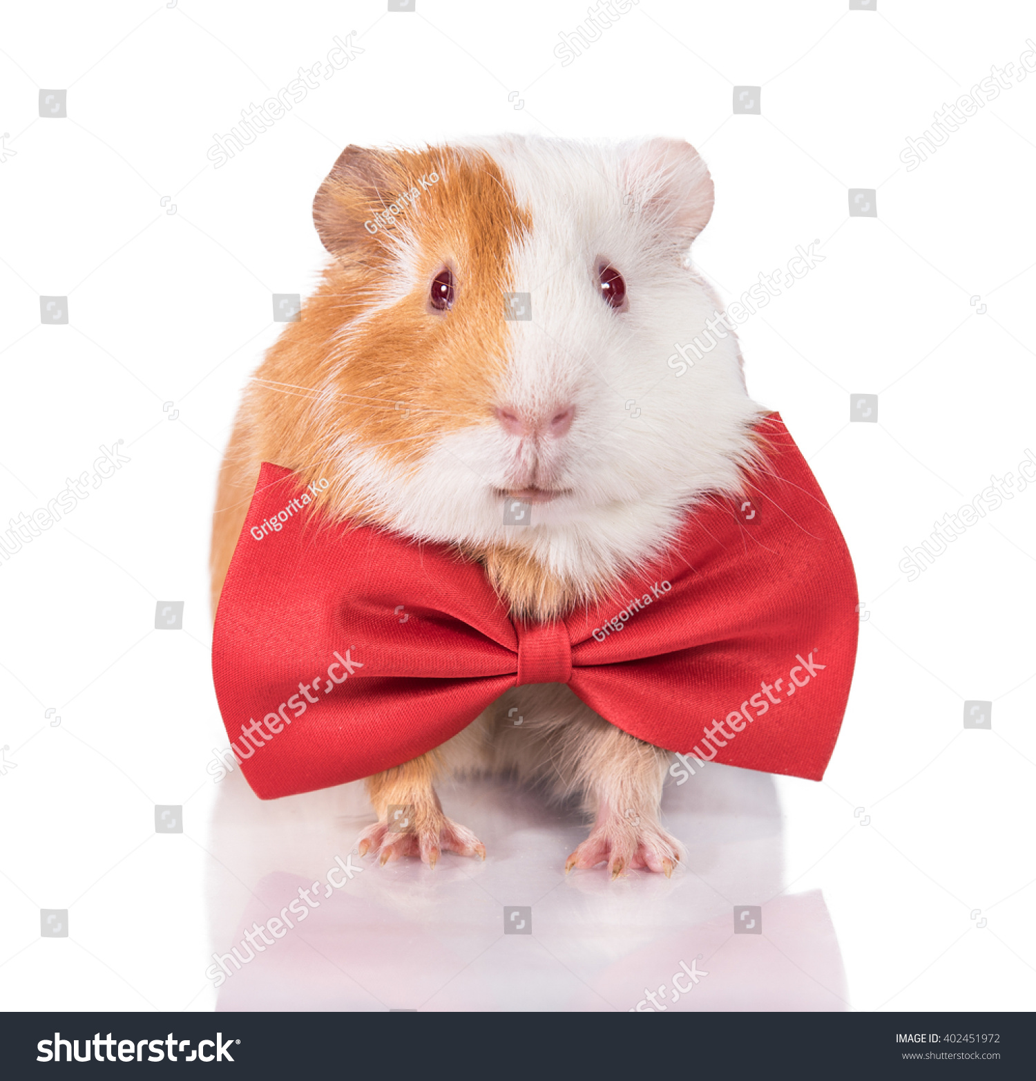 Bow tie for guinea pig
