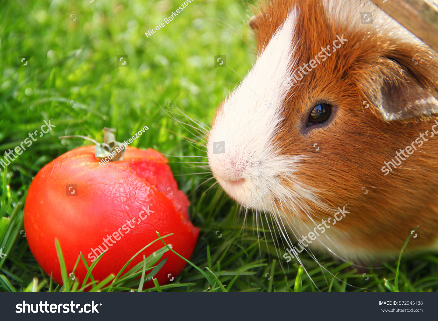 tomato guinea pig