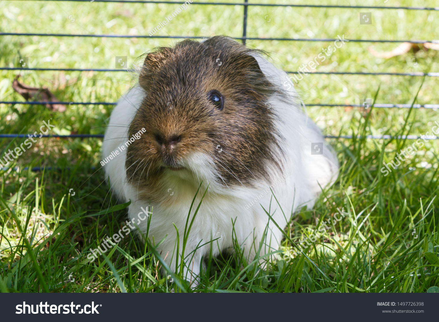 Guinea Pig Wire Fencing Garden Stock Photo Edit Now 1497726398