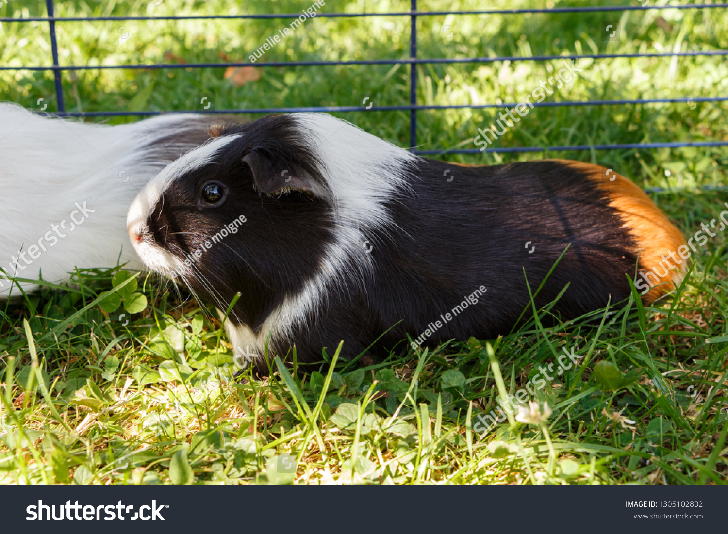 Guinea Pig Wire Fencing On Grass Stock Photo Edit Now 1305102802