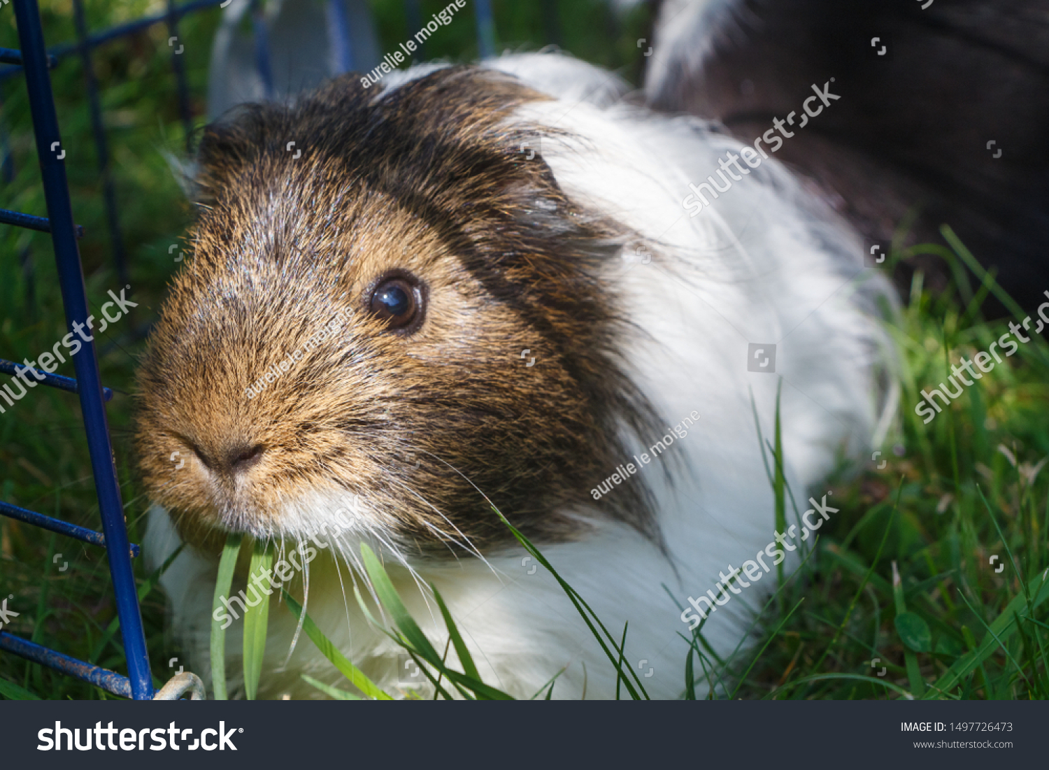 Guinea Pig Wire Fencing Grass Garden Stock Photo Edit Now 1497726473