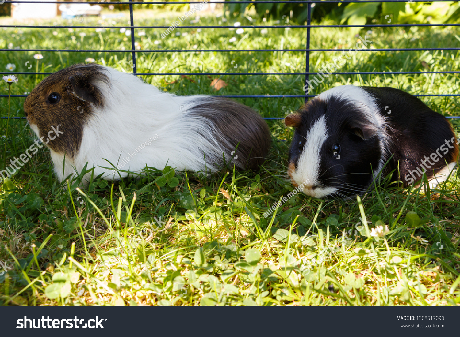 Guinea Pigs Wire Fencing On Grass Stock Photo Edit Now 1308517090