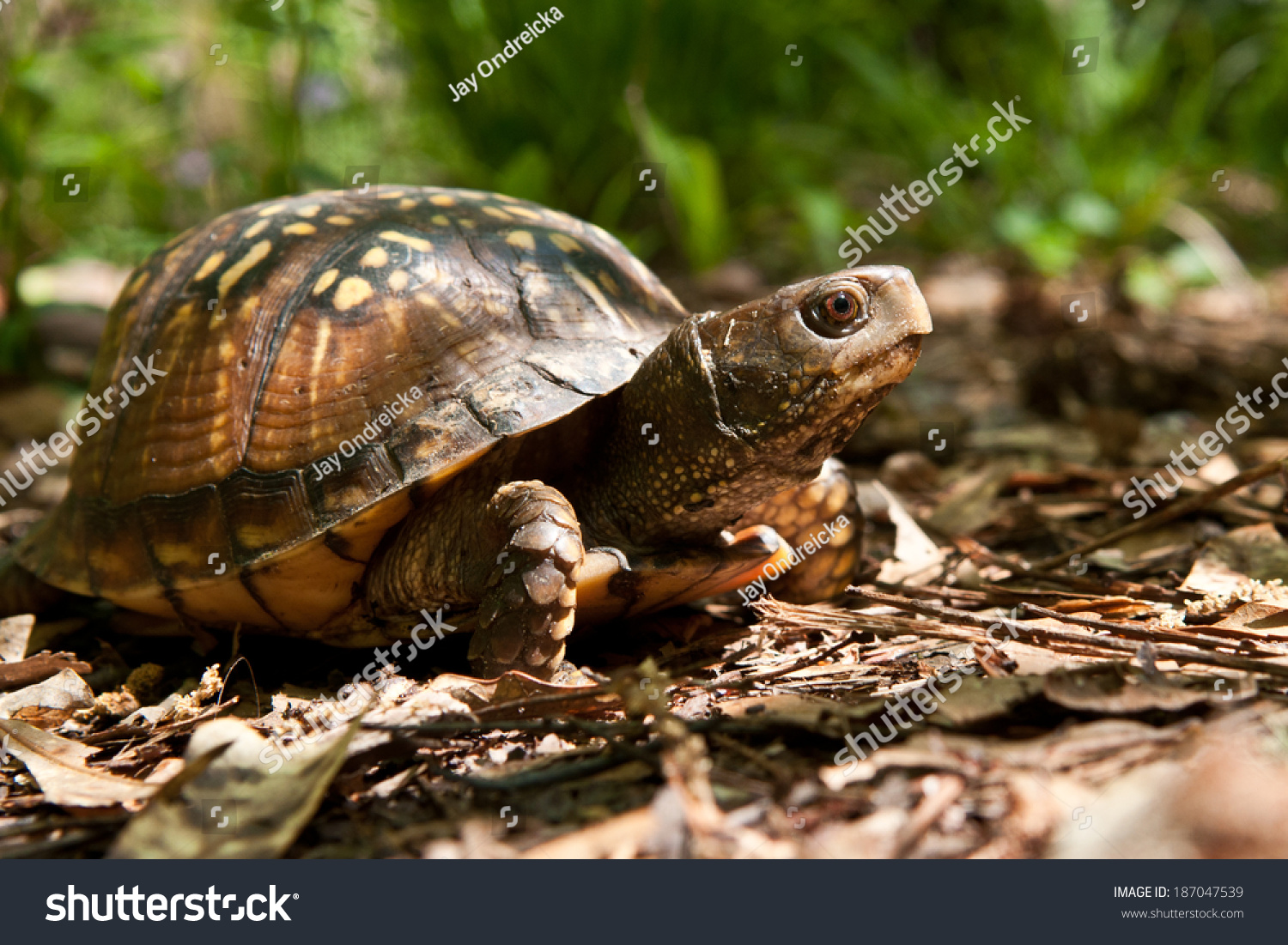 25 Gulf coast box turtle Images, Stock Photos & Vectors | Shutterstock